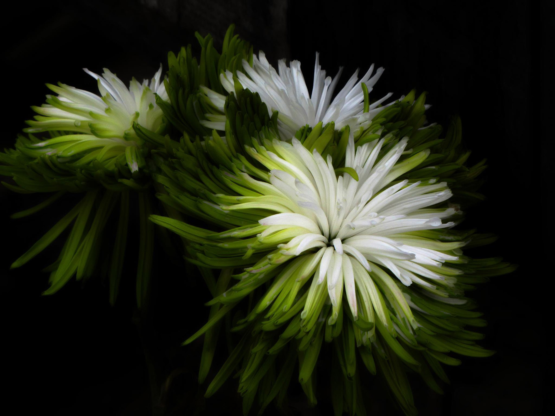 chrysanthemum flower green free photo