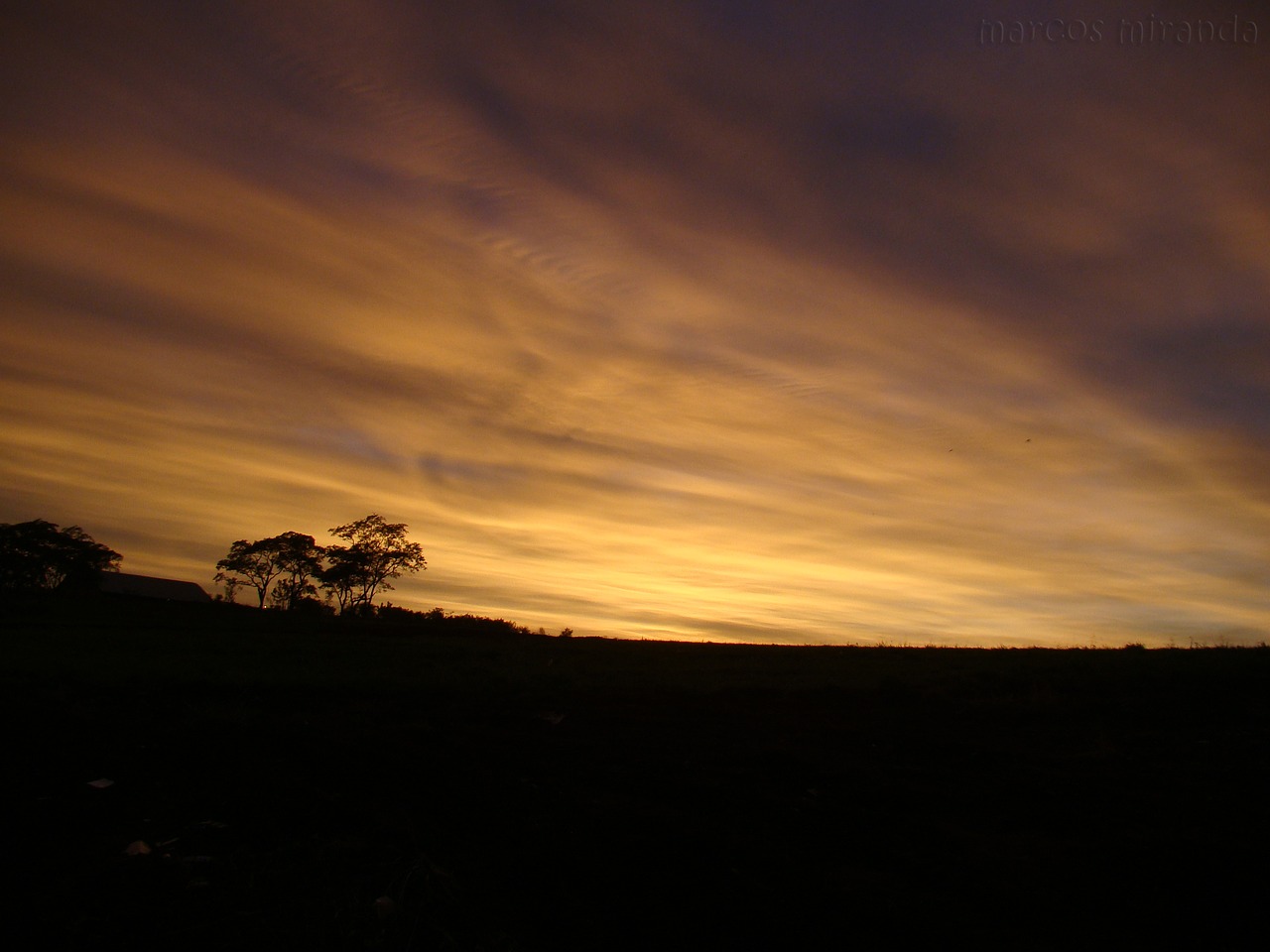 gold dawn silhouette free photo