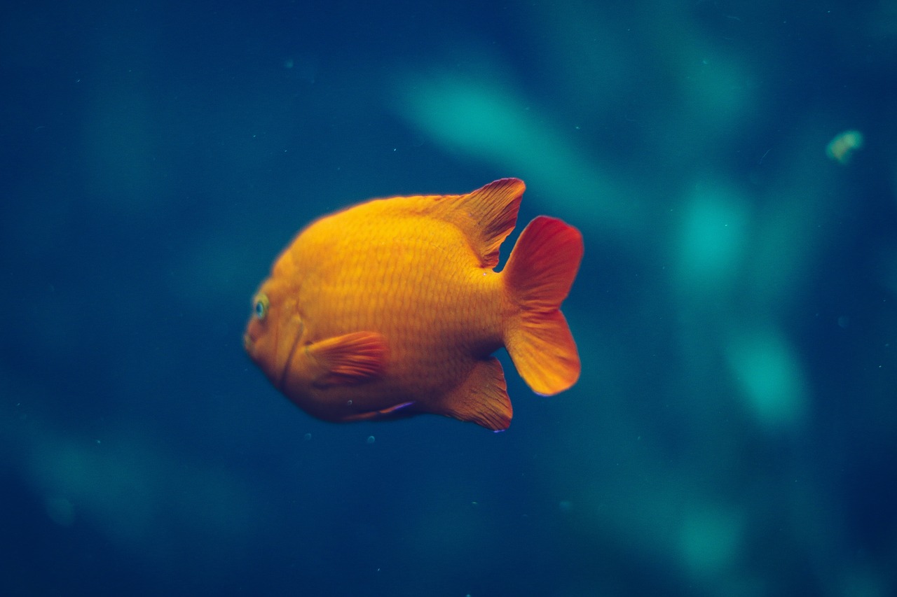 gold fish aquatic free photo