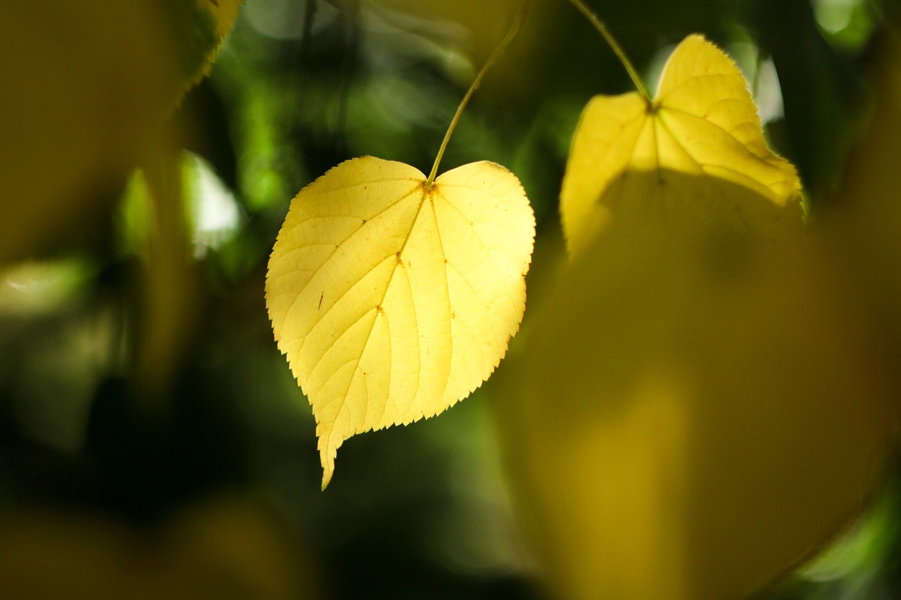 gold the leaves natural free photo