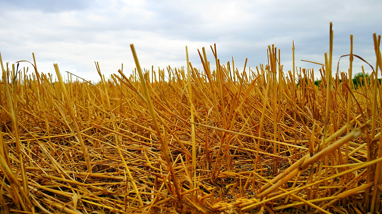 gold nature dry free photo