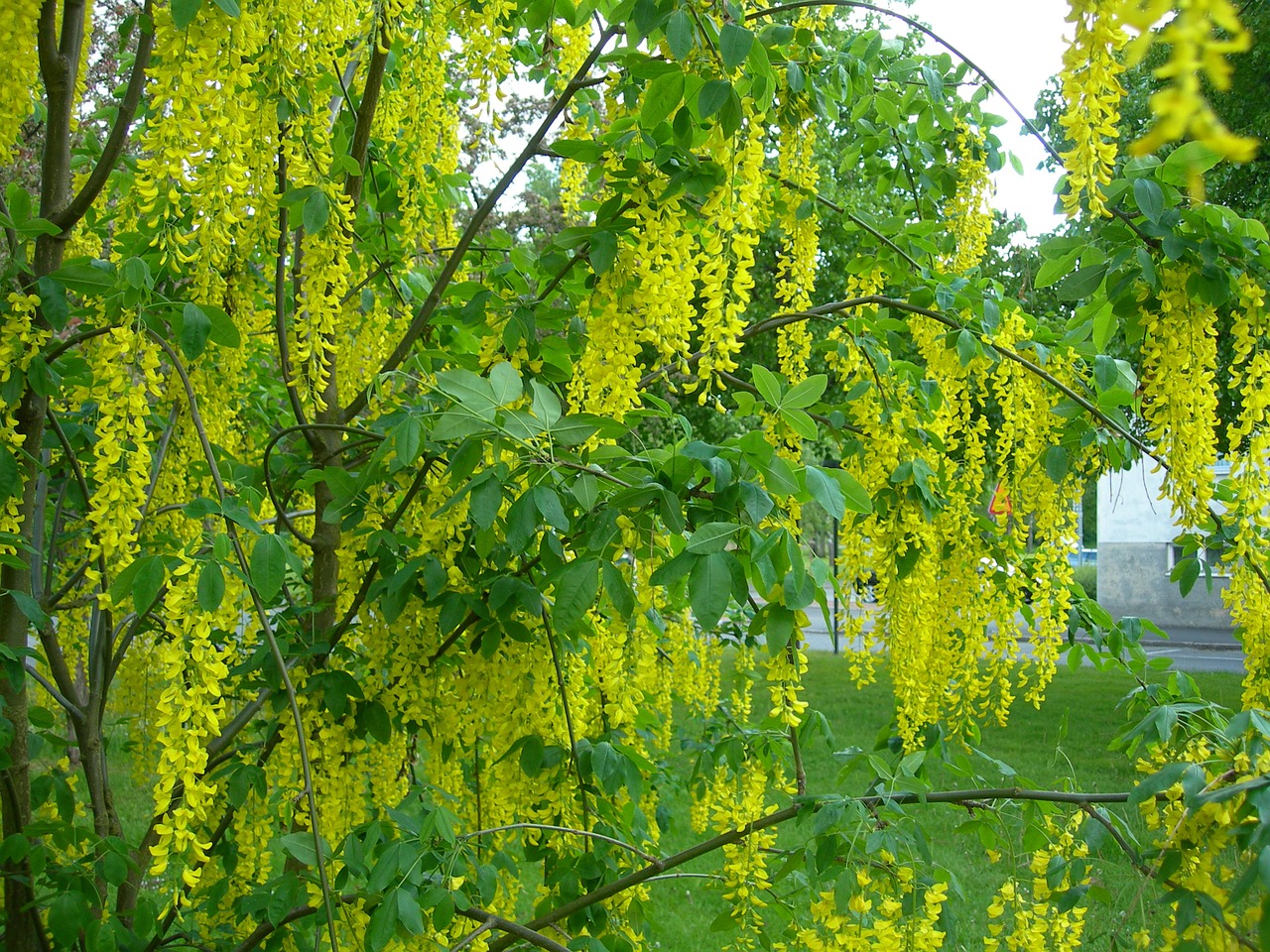 gold tree nature free photo