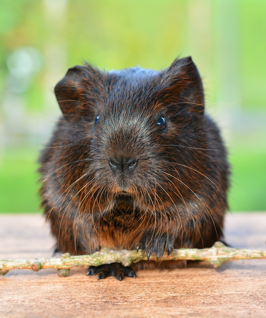 gold agouti guinea pig pet free photo