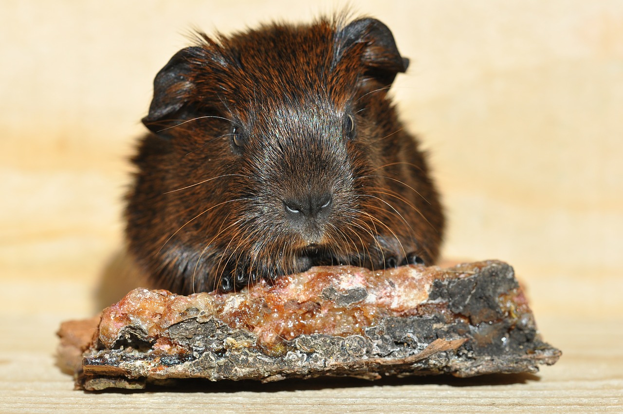gold agouti guinea pig young animal free photo