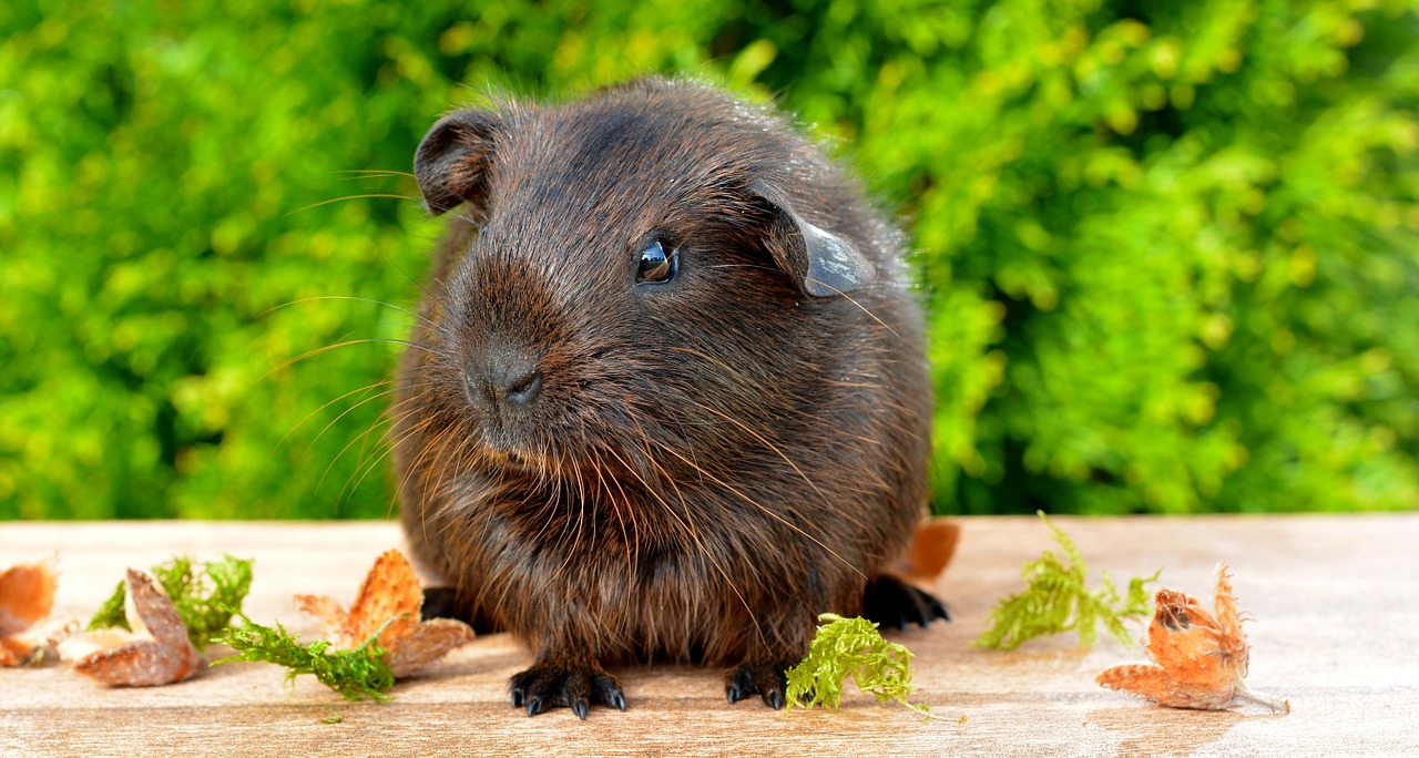 gold agouti guinea pig young animal free photo
