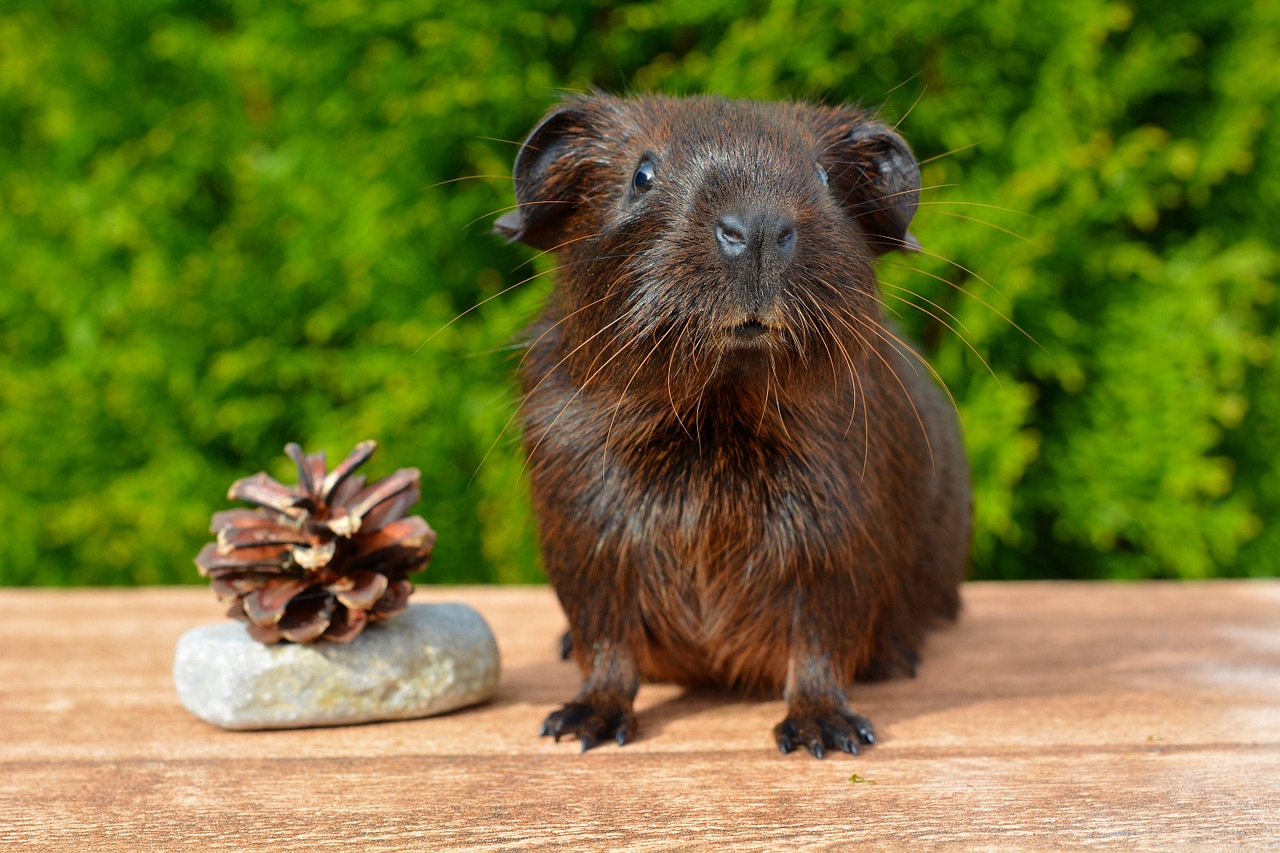 gold agouti guinea pig young animal free photo