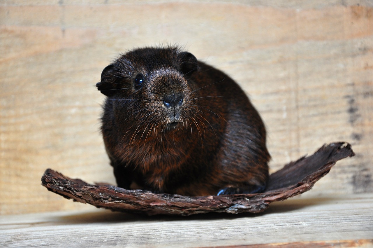 gold agouti guinea pig smooth hair free photo