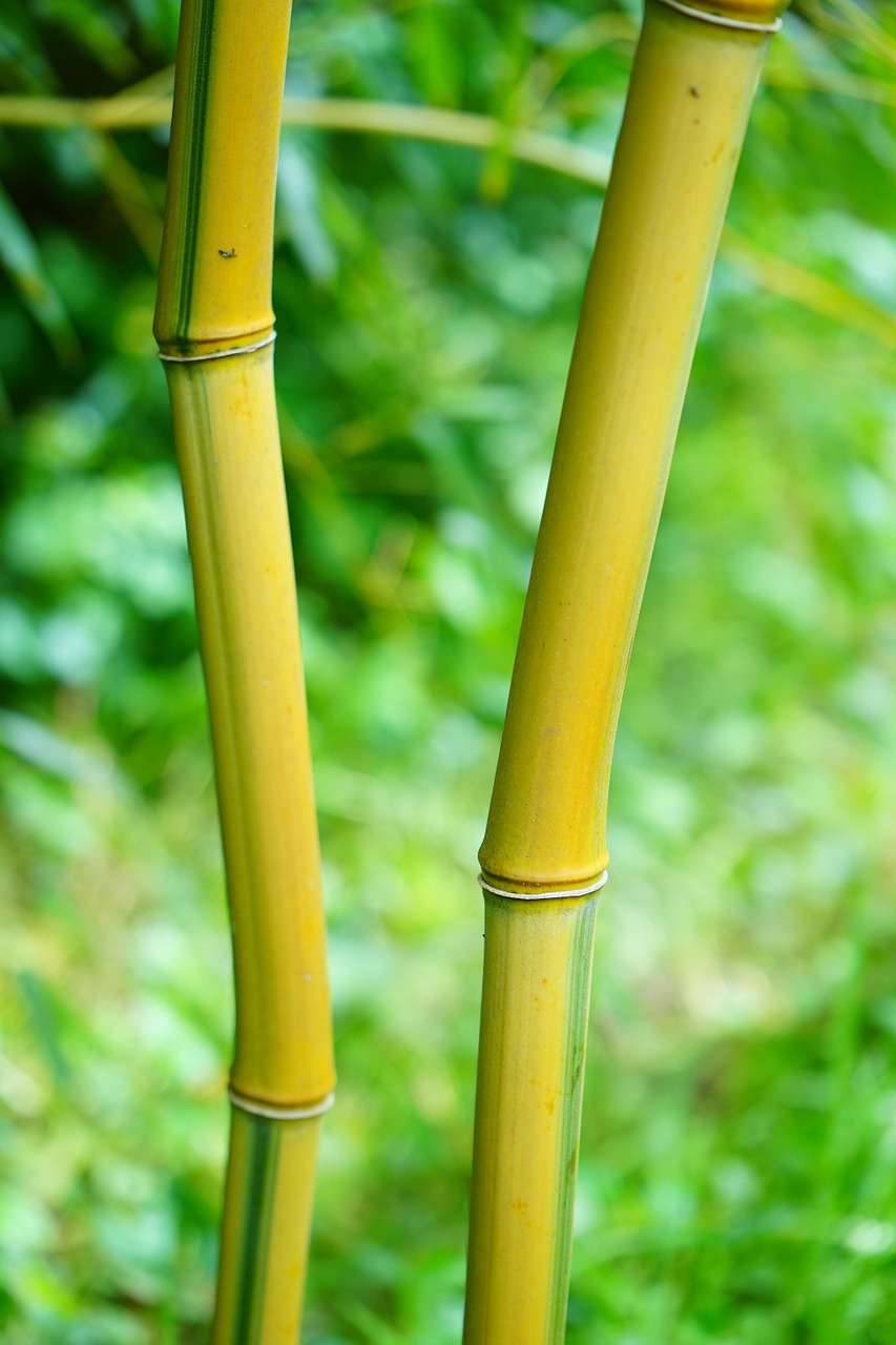gold bamboo tube stalk green free photo