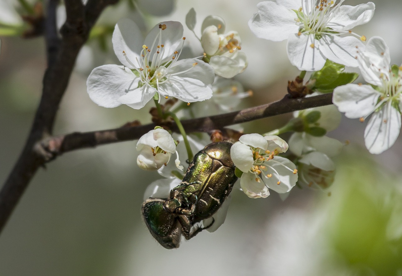 gold beetle apple tree flower free photo