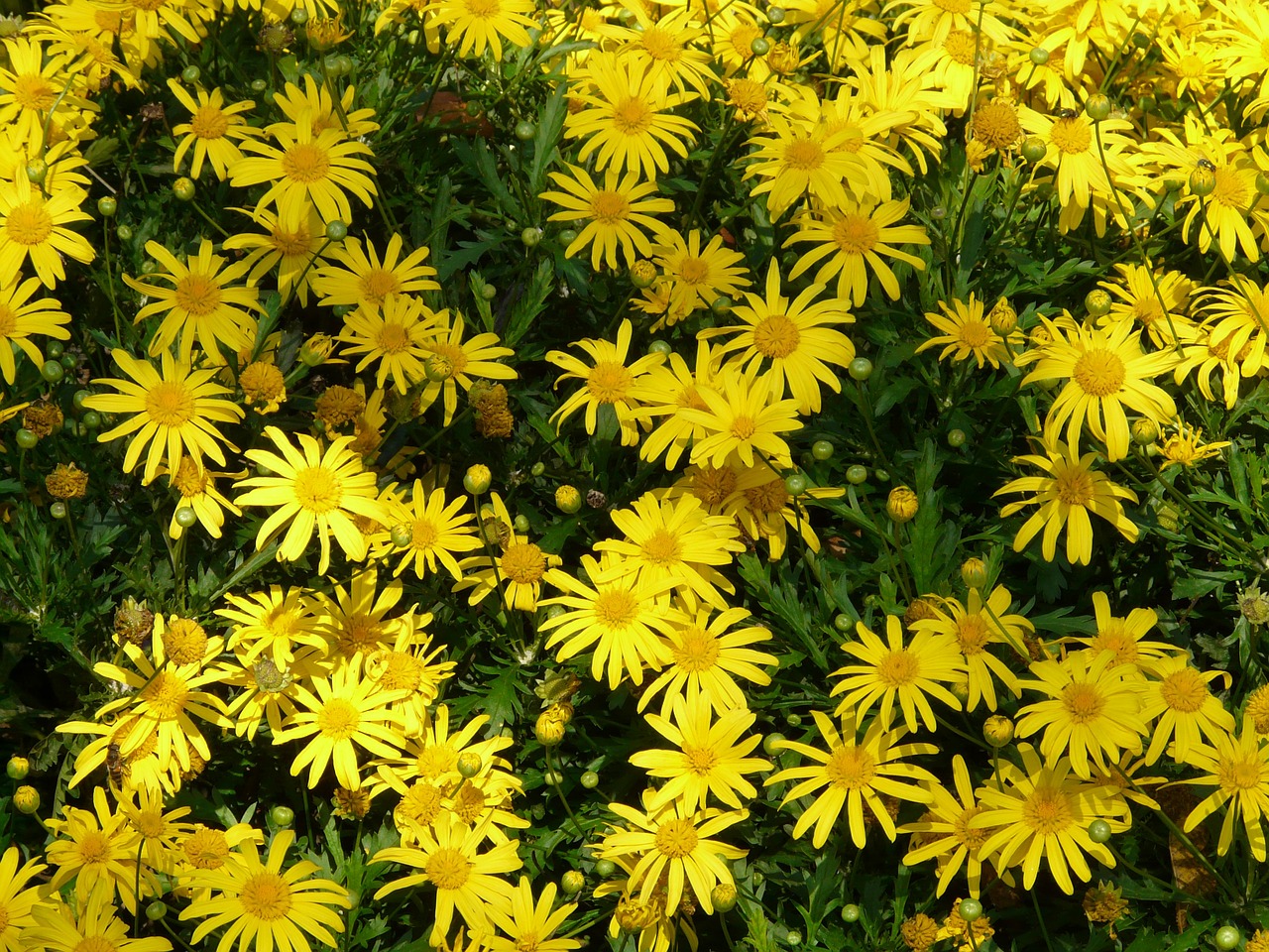 gold eye daisy yellow strauchmargerite argyranthemum frutescens free photo