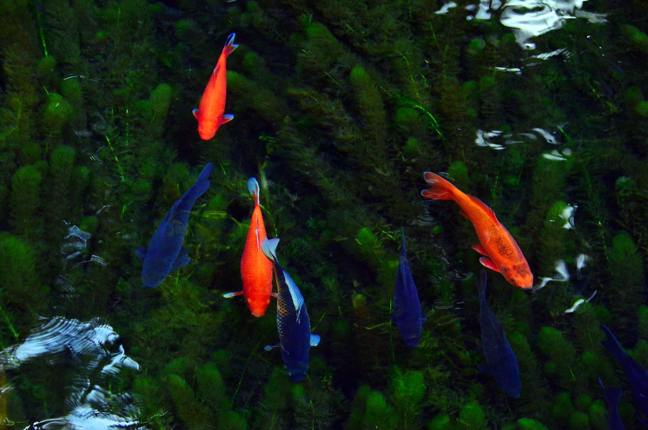 gold fish  water  lake free photo