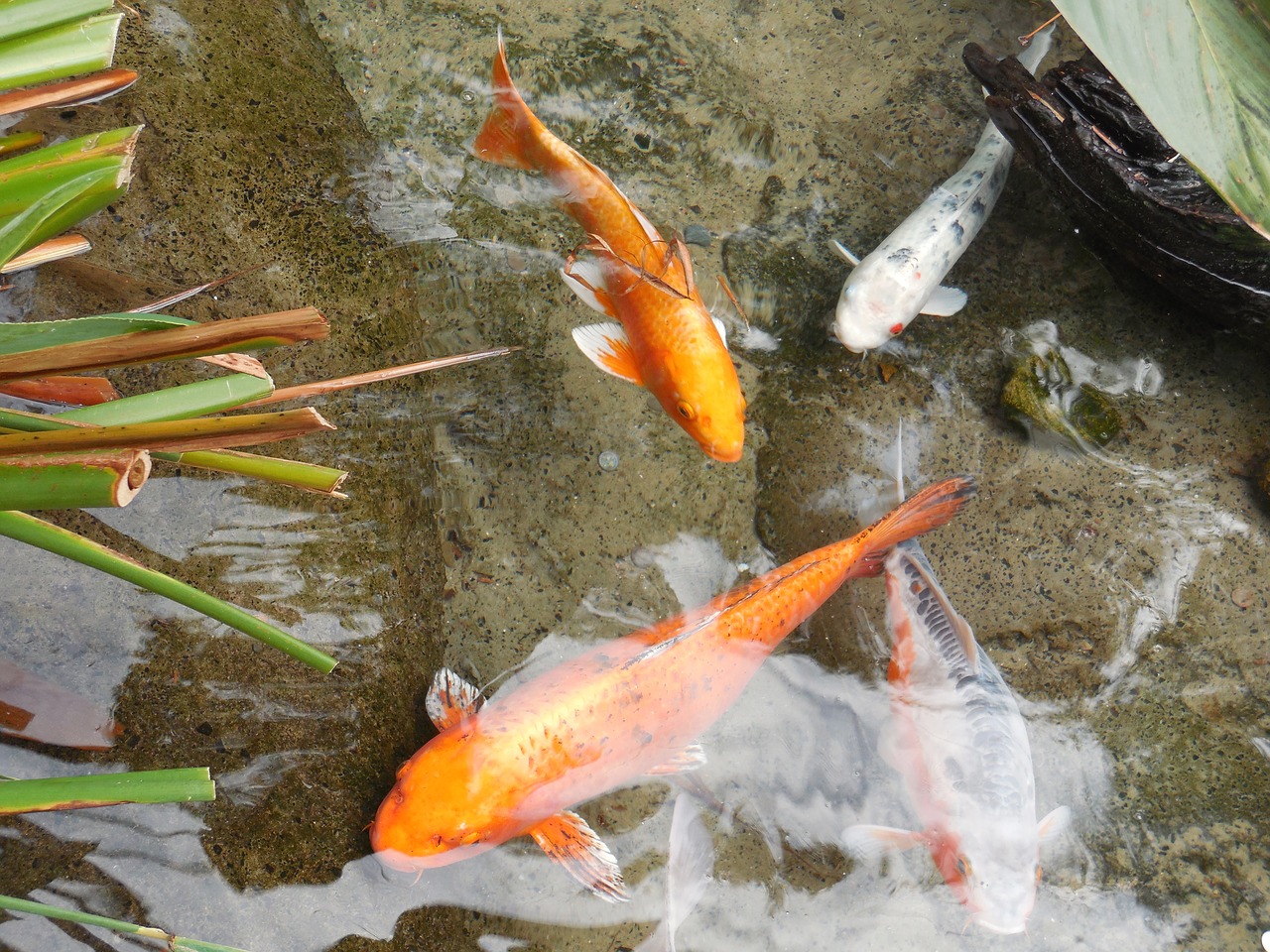 gold fish pond fishes pond free photo