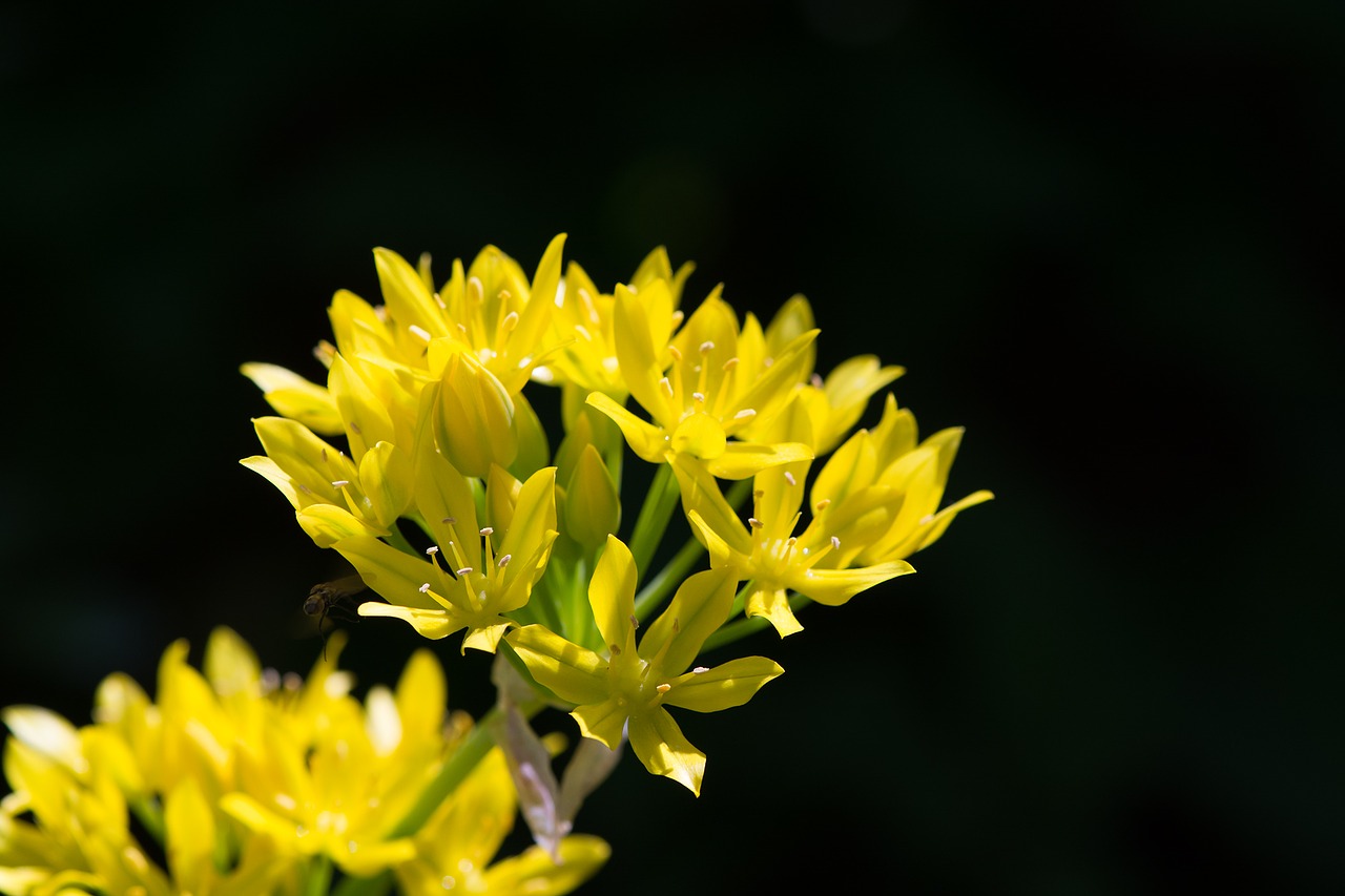 gold leek allium moly amaryllidaceae free photo