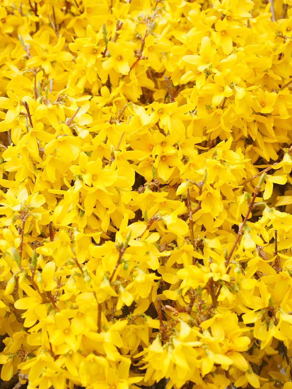 gold lilac forsythia branches free photo