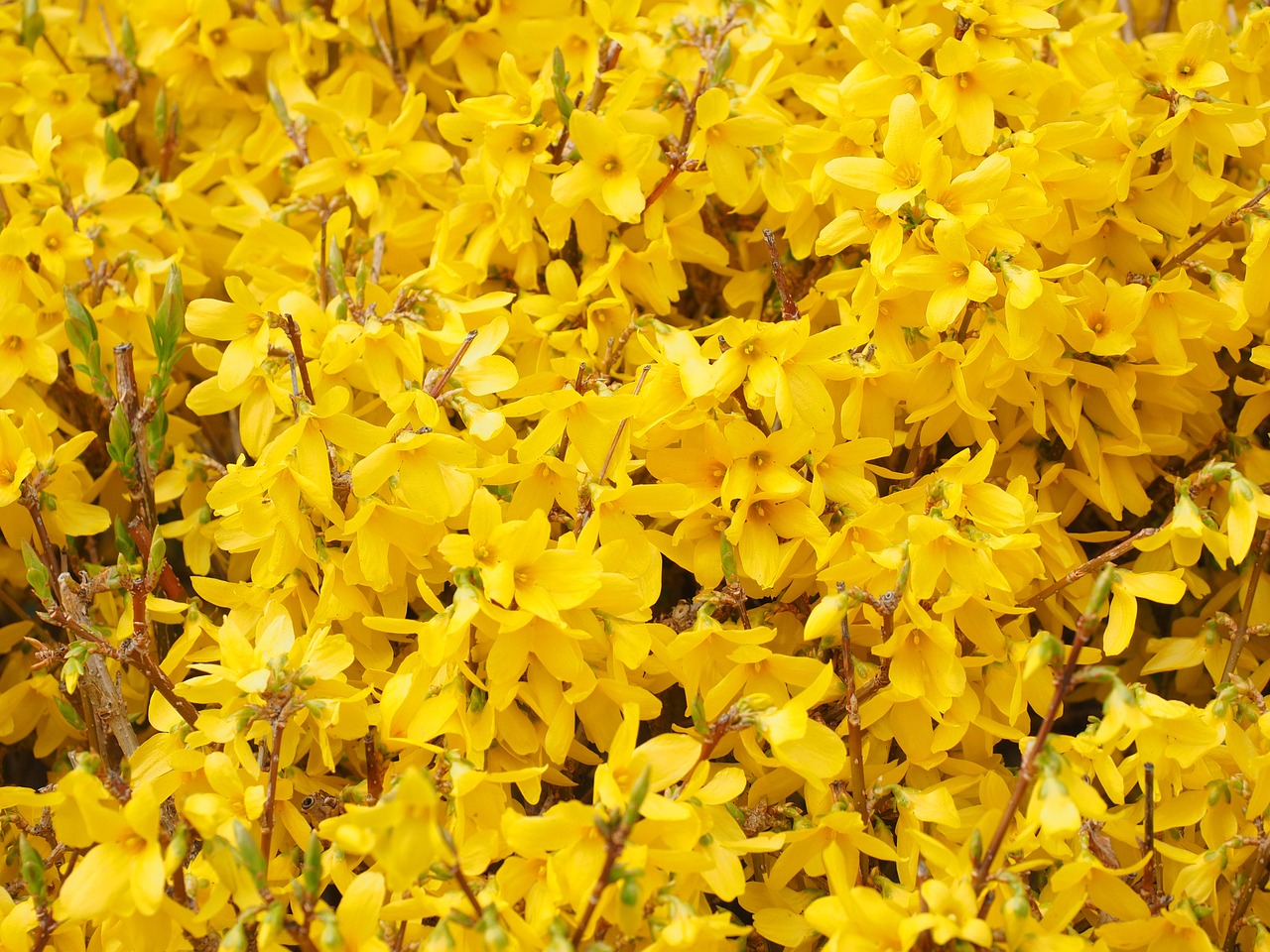 gold lilac forsythia branches free photo