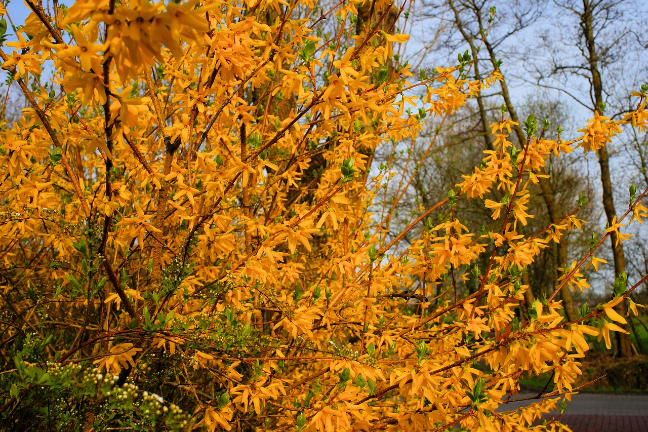 gold lilac  forsythia  branches free photo