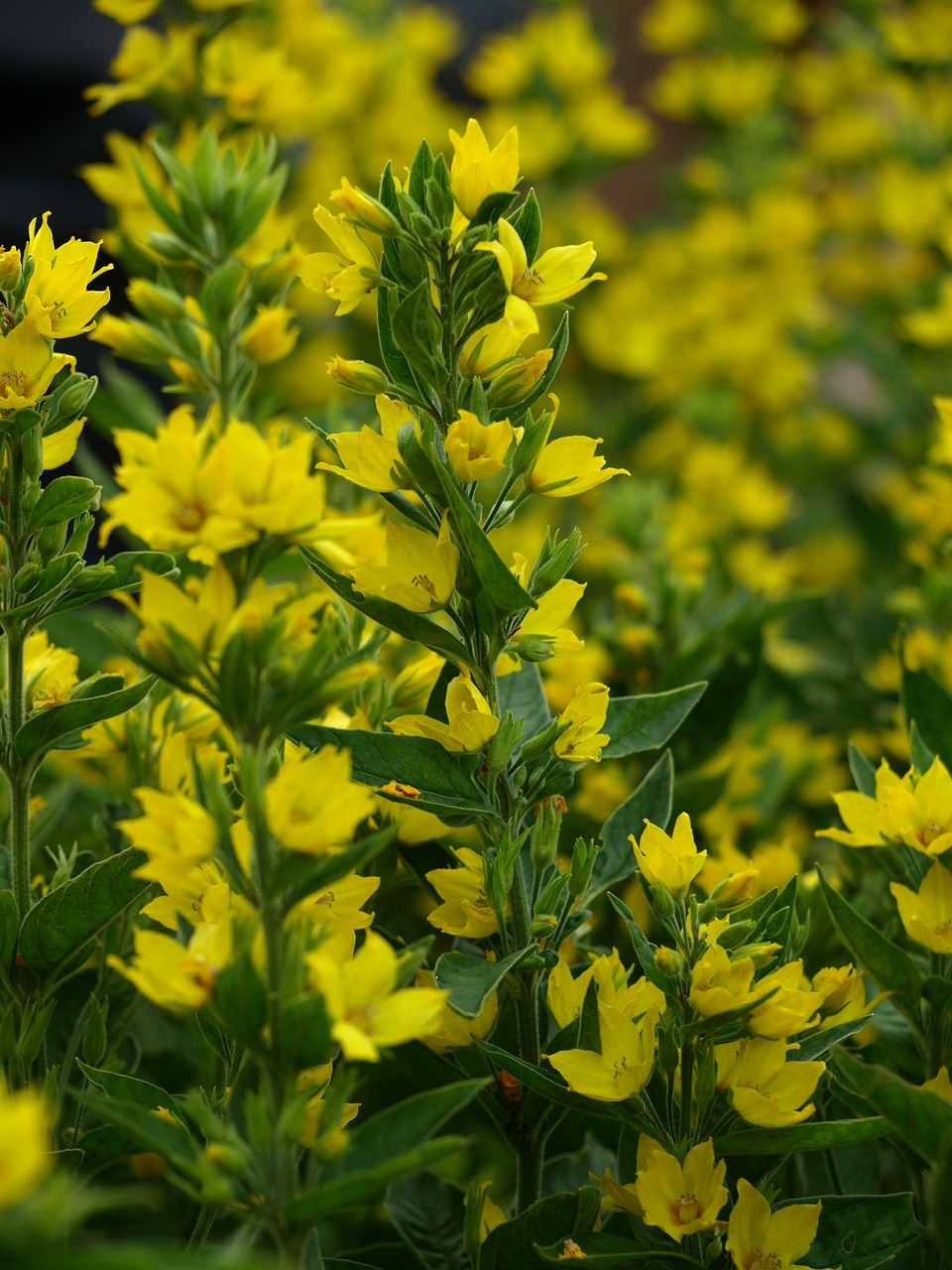 gold-loosestrife yellow flowers free photo