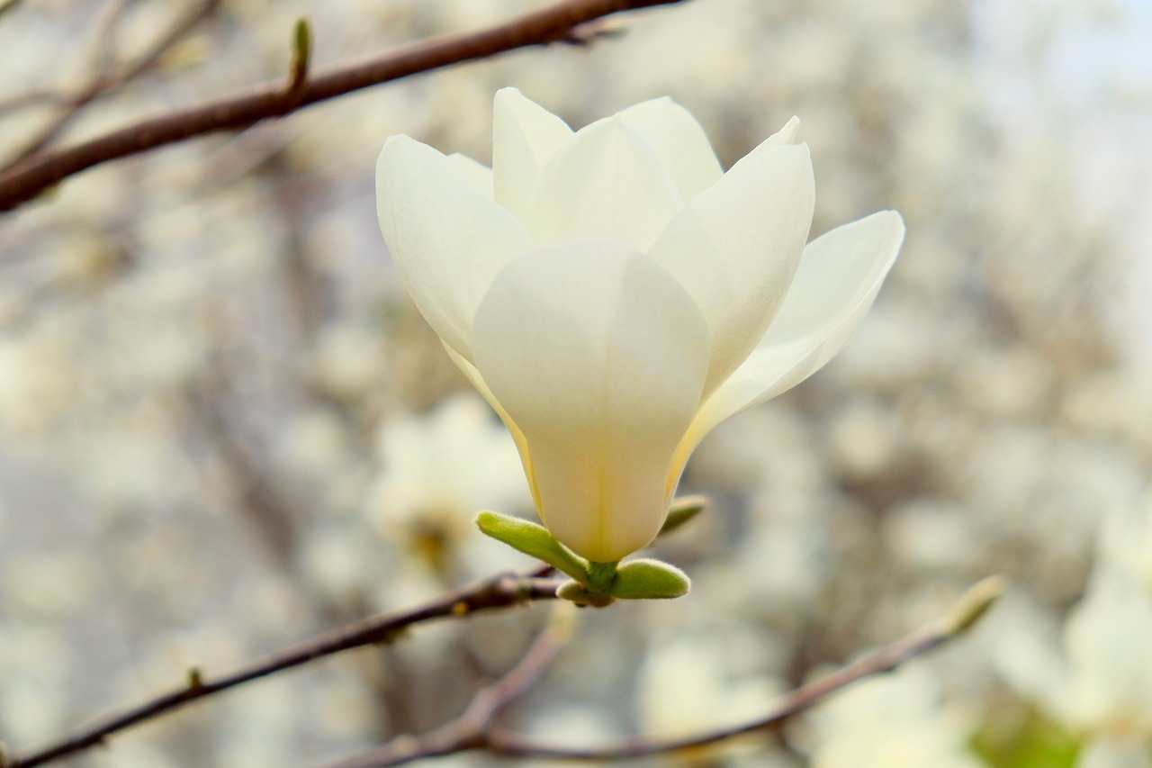 gold magnolia  spring  flower free photo