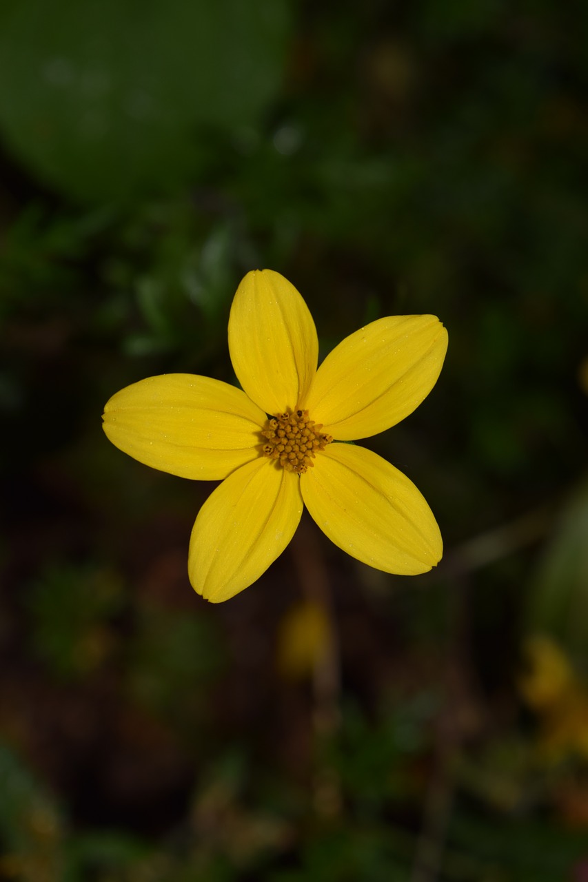 gold marie bidens ferulifolia goldweizahn free photo