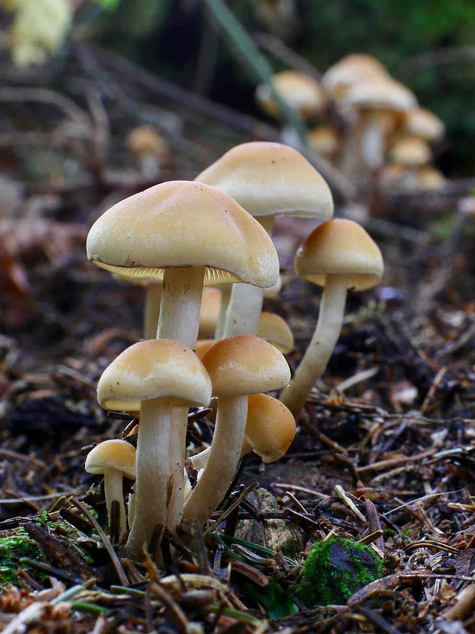 gold mist mushroom mushroom autumn free photo