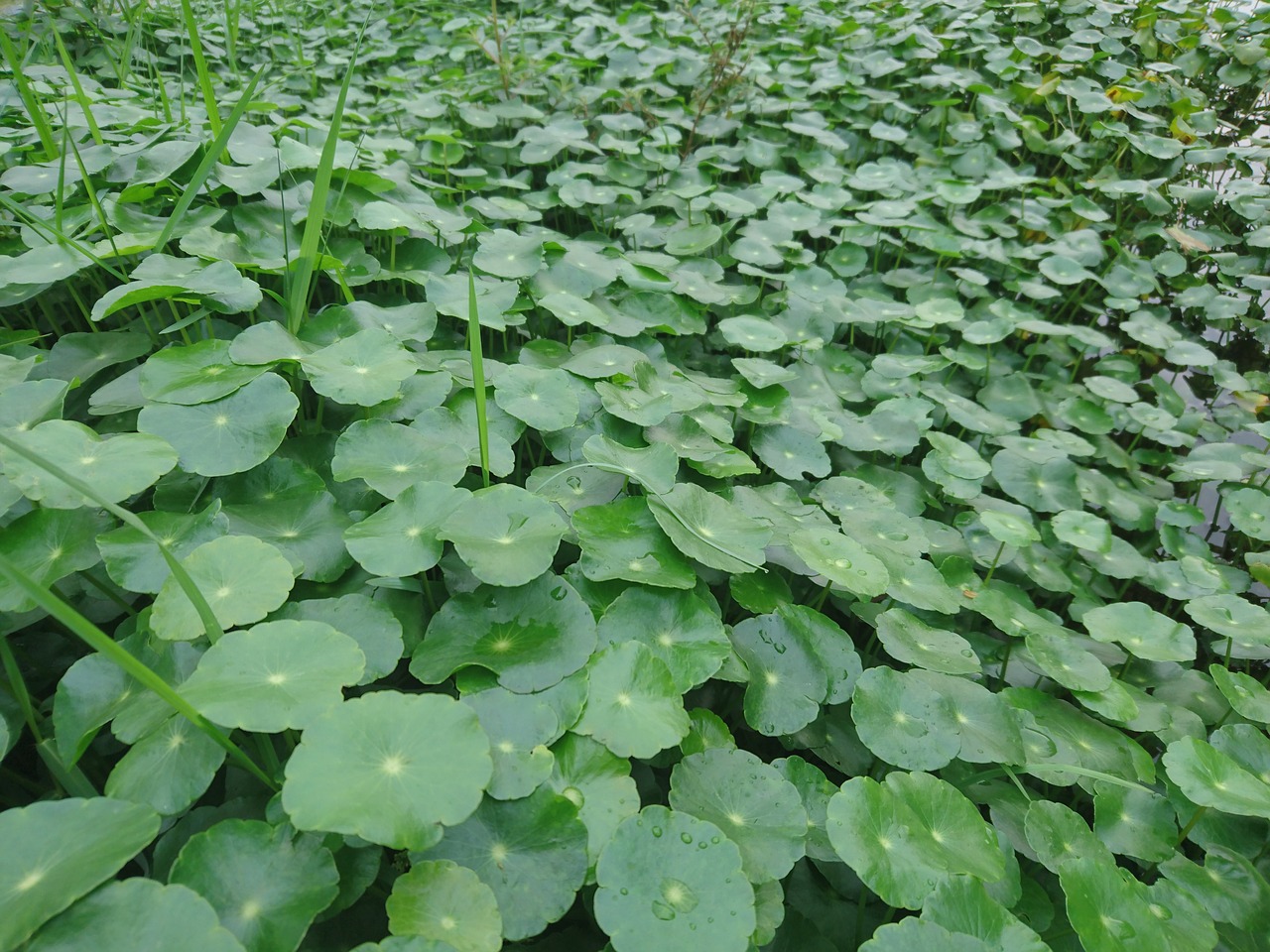 gold money grass lysimachia mirror grass free photo