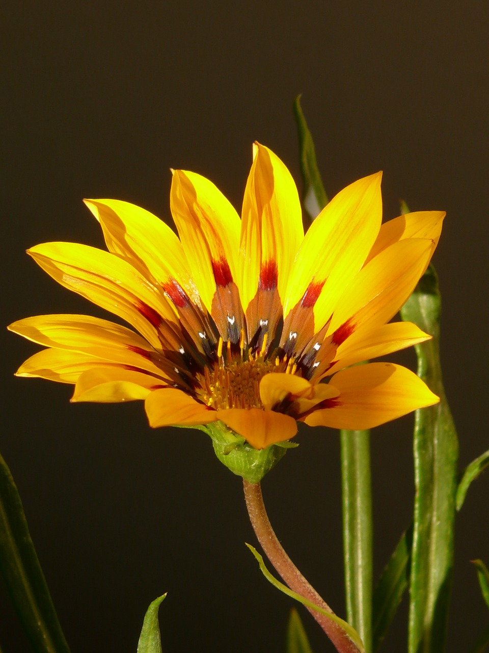 gold noon,gazanie,noon gold flower,sonnentaler,flora,yellow,blossom,bloom,plant,sunny,sunny yellow,bright,gazania splendens,free pictures, free photos, free images, royalty free, free illustrations, public domain