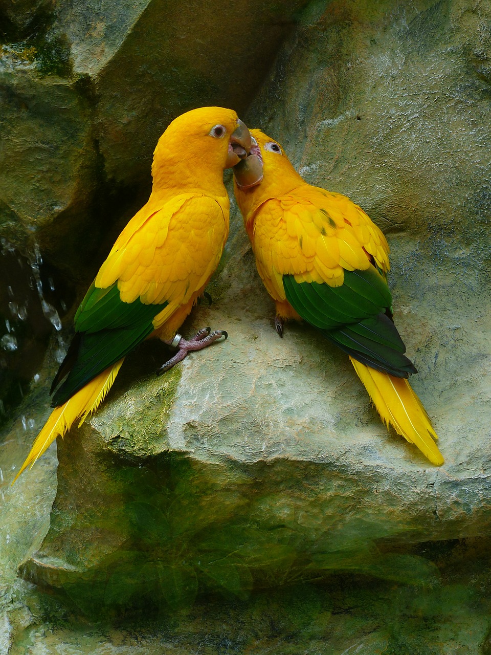 gold parakeets bird couple couple free photo