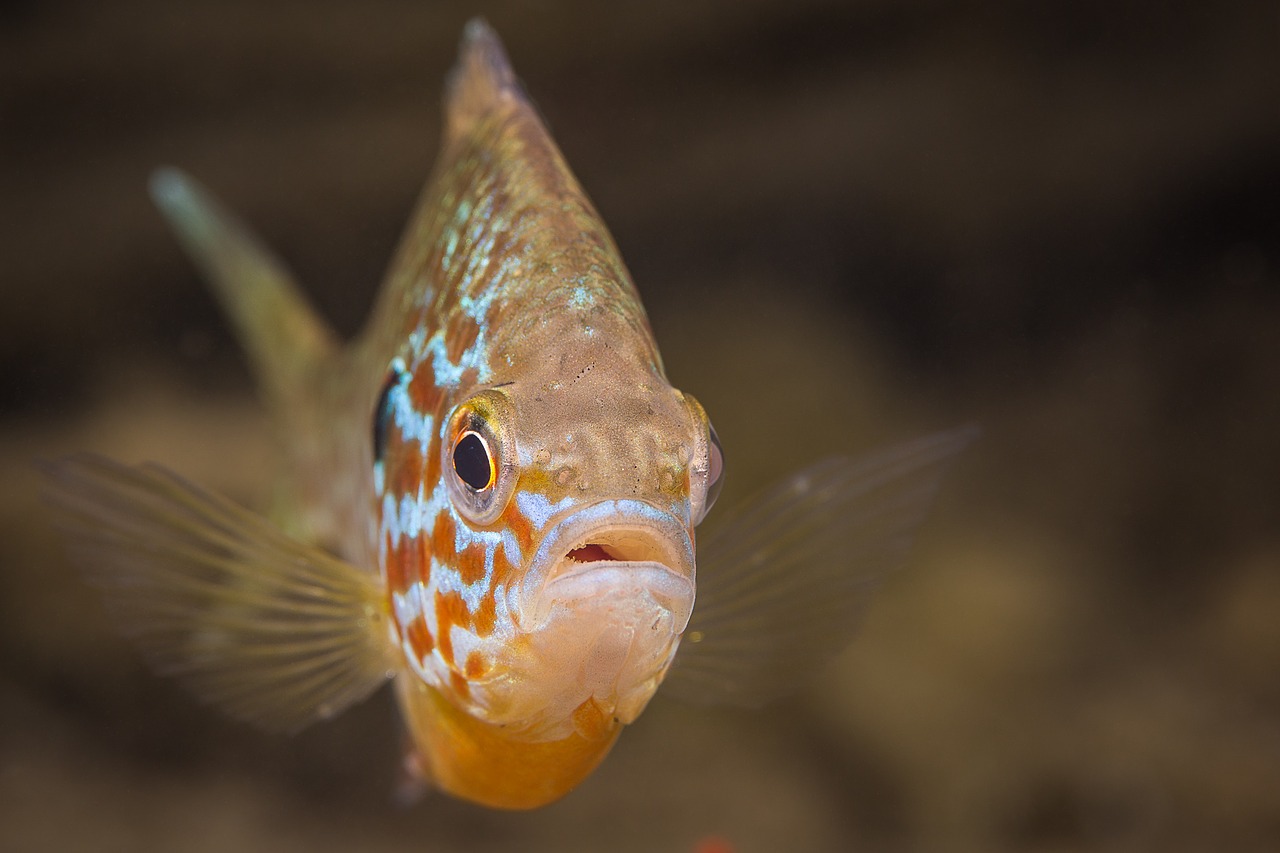 gold perch fish underwater free photo