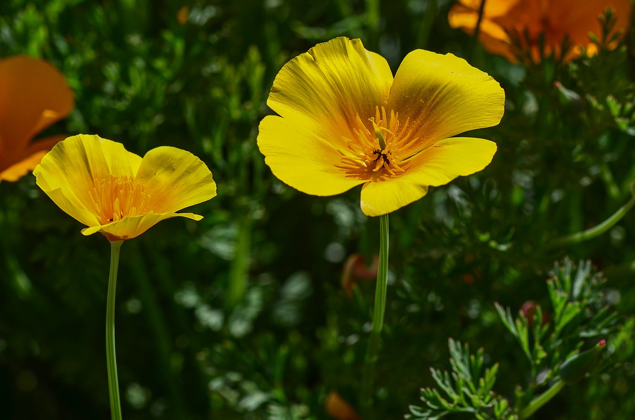 gold poppy  yellow  blossom free photo