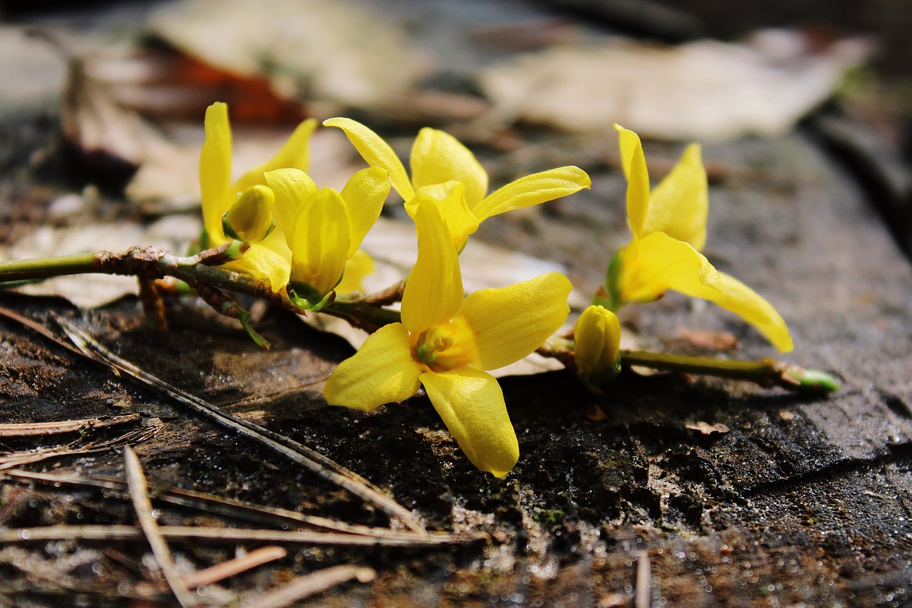 gold shrub easter bush golden bells free photo