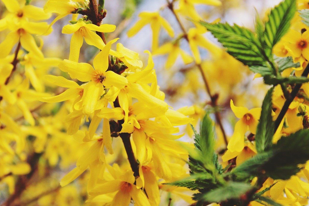 gold shrub easter bush golden bells free photo