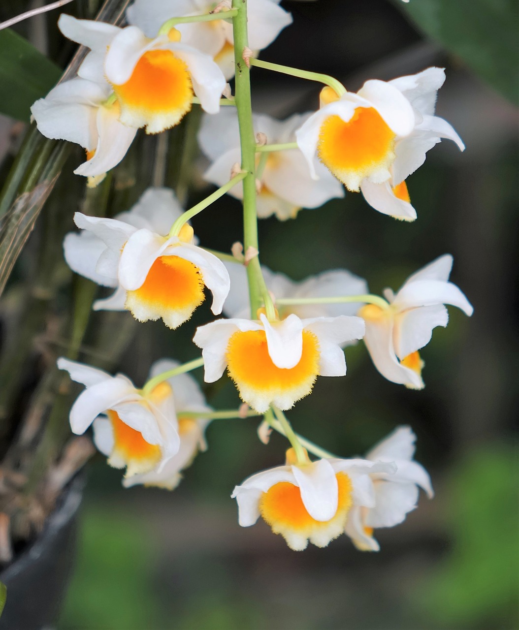 gold stone oak orchid yellow free photo