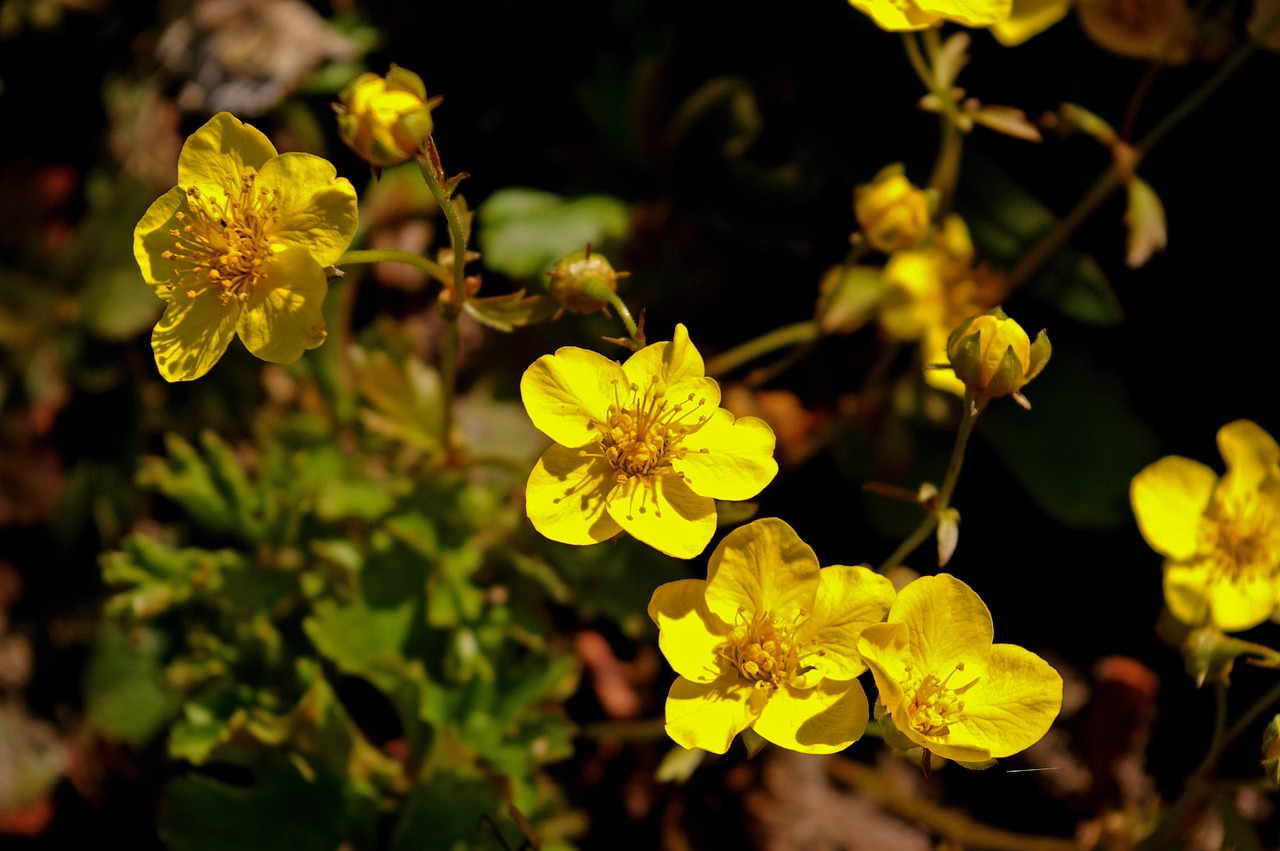 gold strawberry spring plant free photo