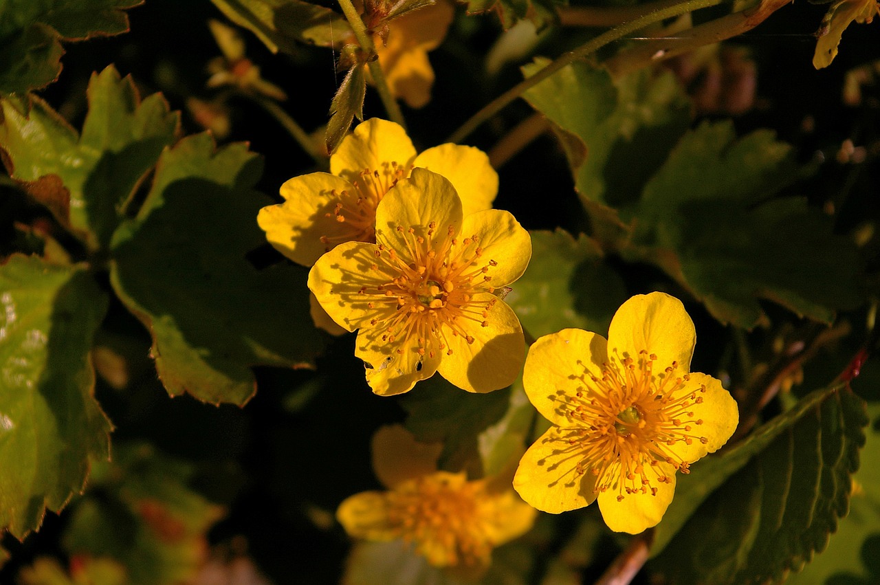 gold strawberry spring plant free photo