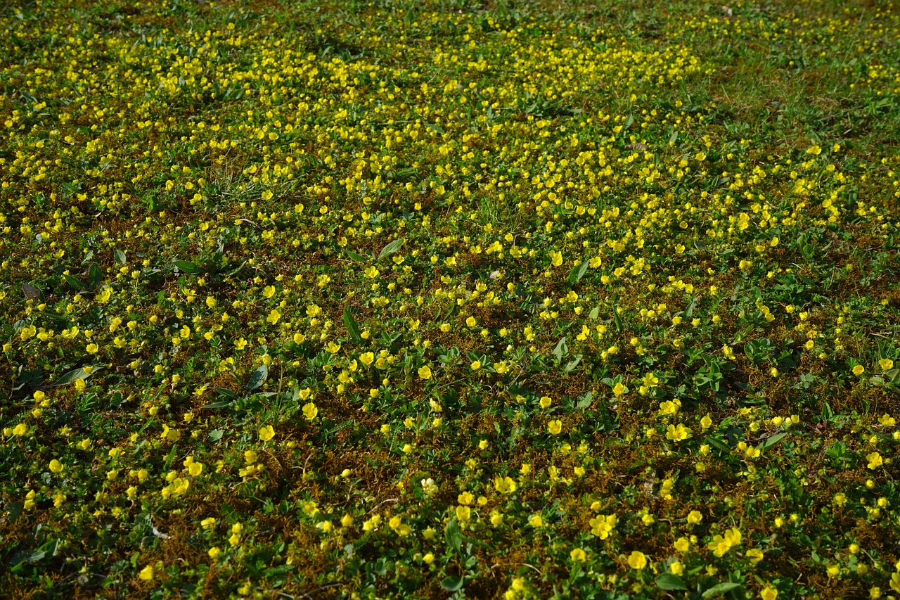 gold strawberry ground cover flower free photo