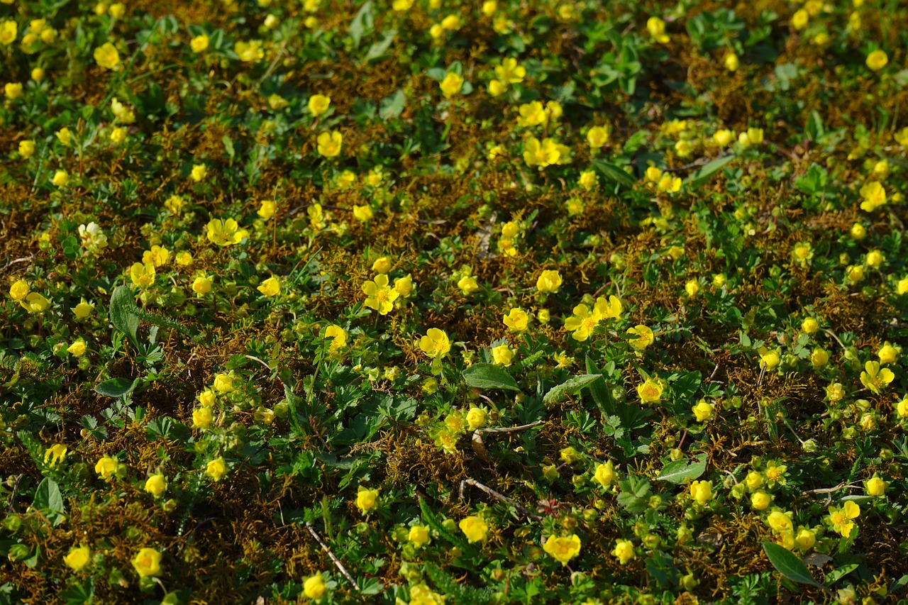 gold strawberry ground cover flower free photo