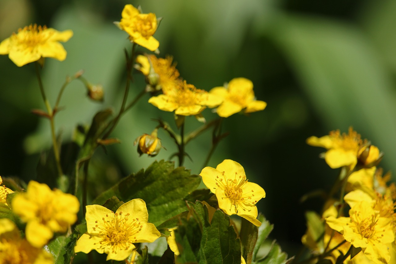 gold strawberry  ornamental strawberry  harbinger of spring free photo