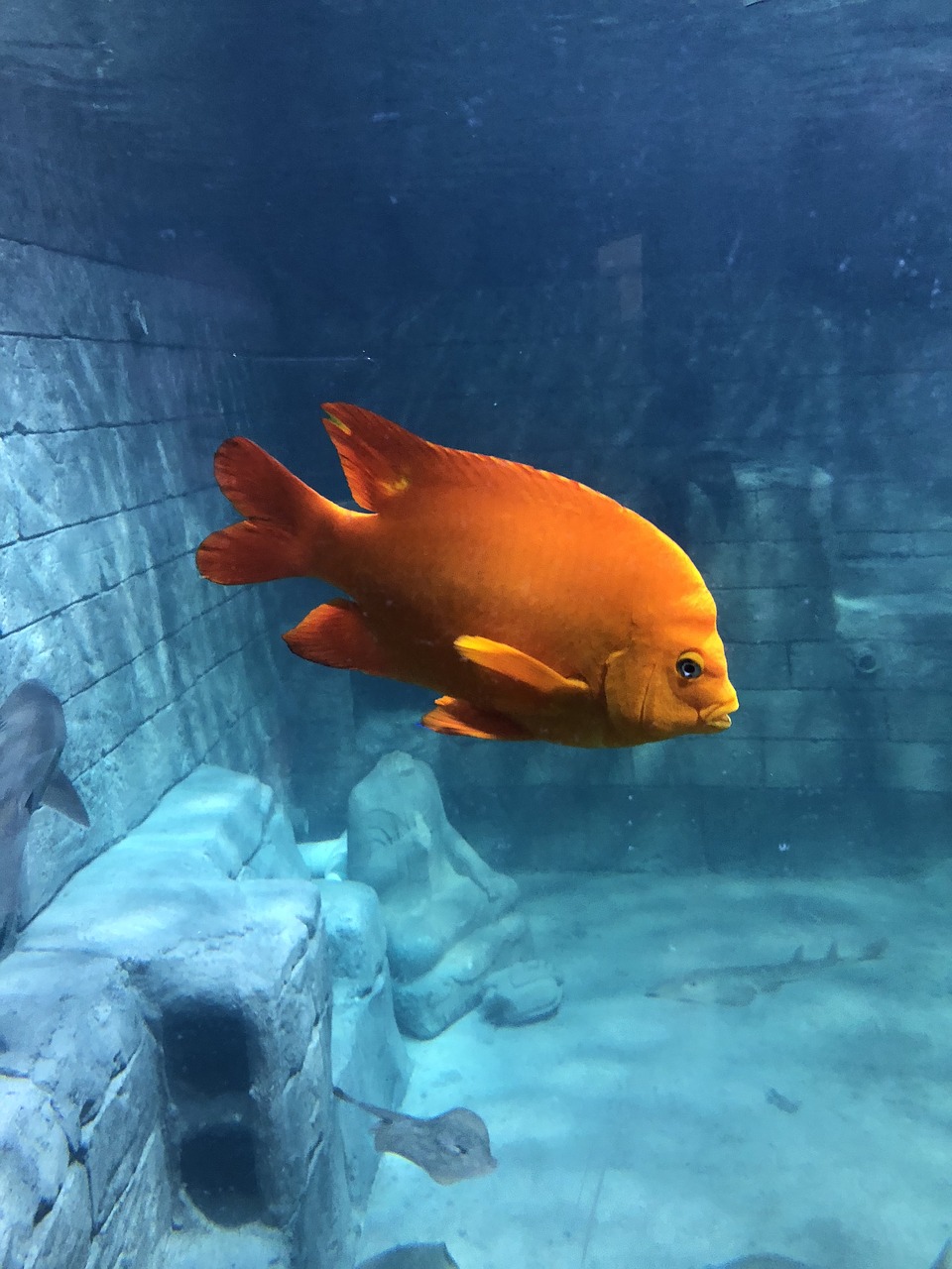 gold tang aquarium texas free photo