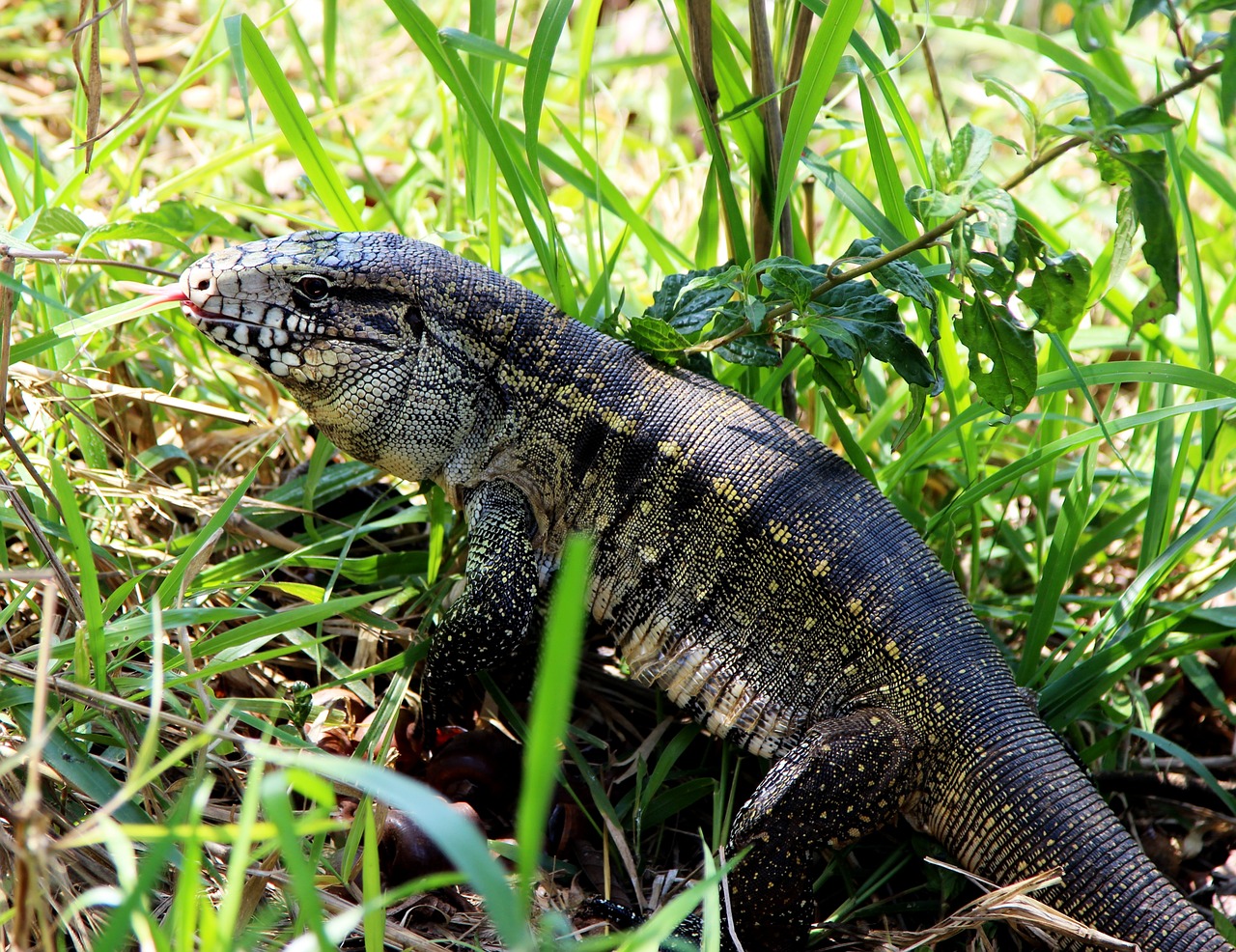 gold tegu lizard brazilian free photo