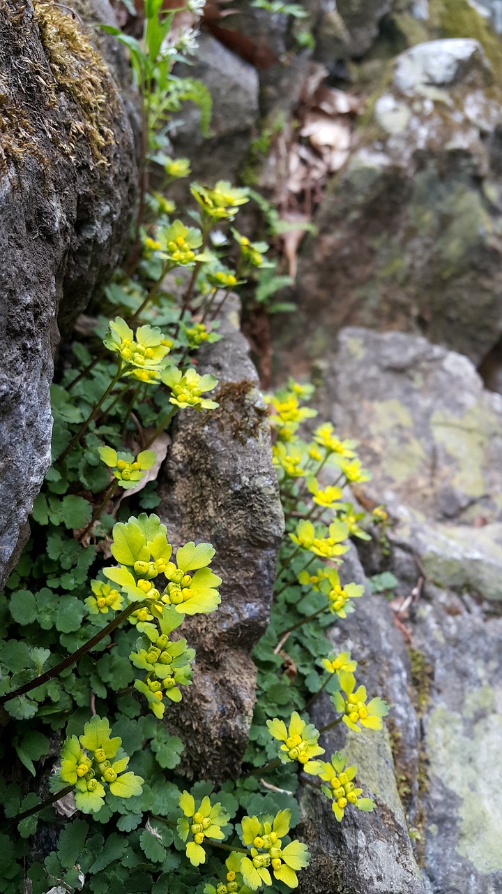 gold weapon sight cheonmasan spring free photo