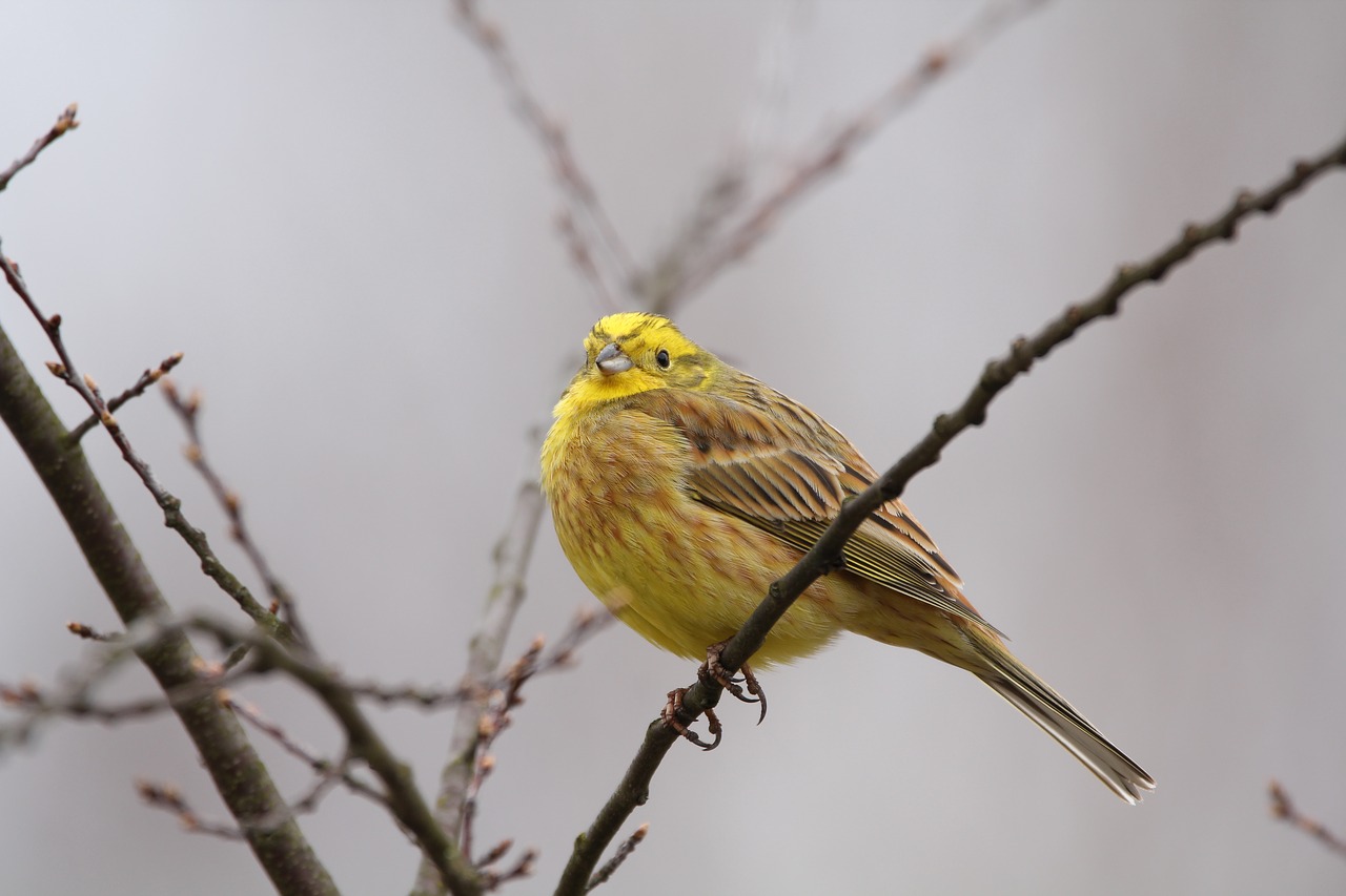 goldammer birds nature free photo