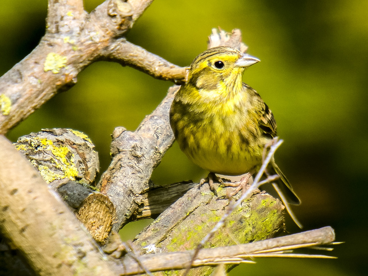 goldammer bird songbird free photo