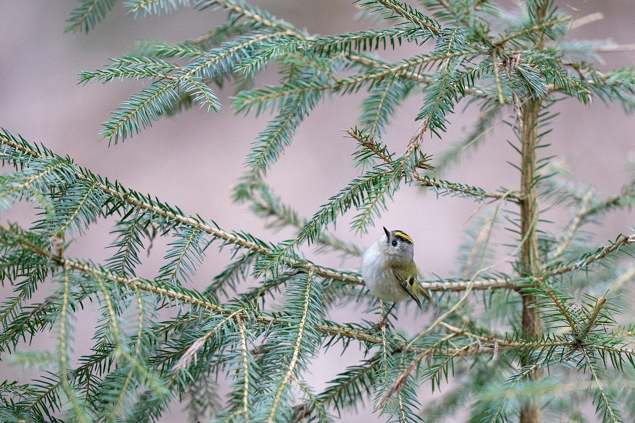 goldcrest  bird  avian free photo