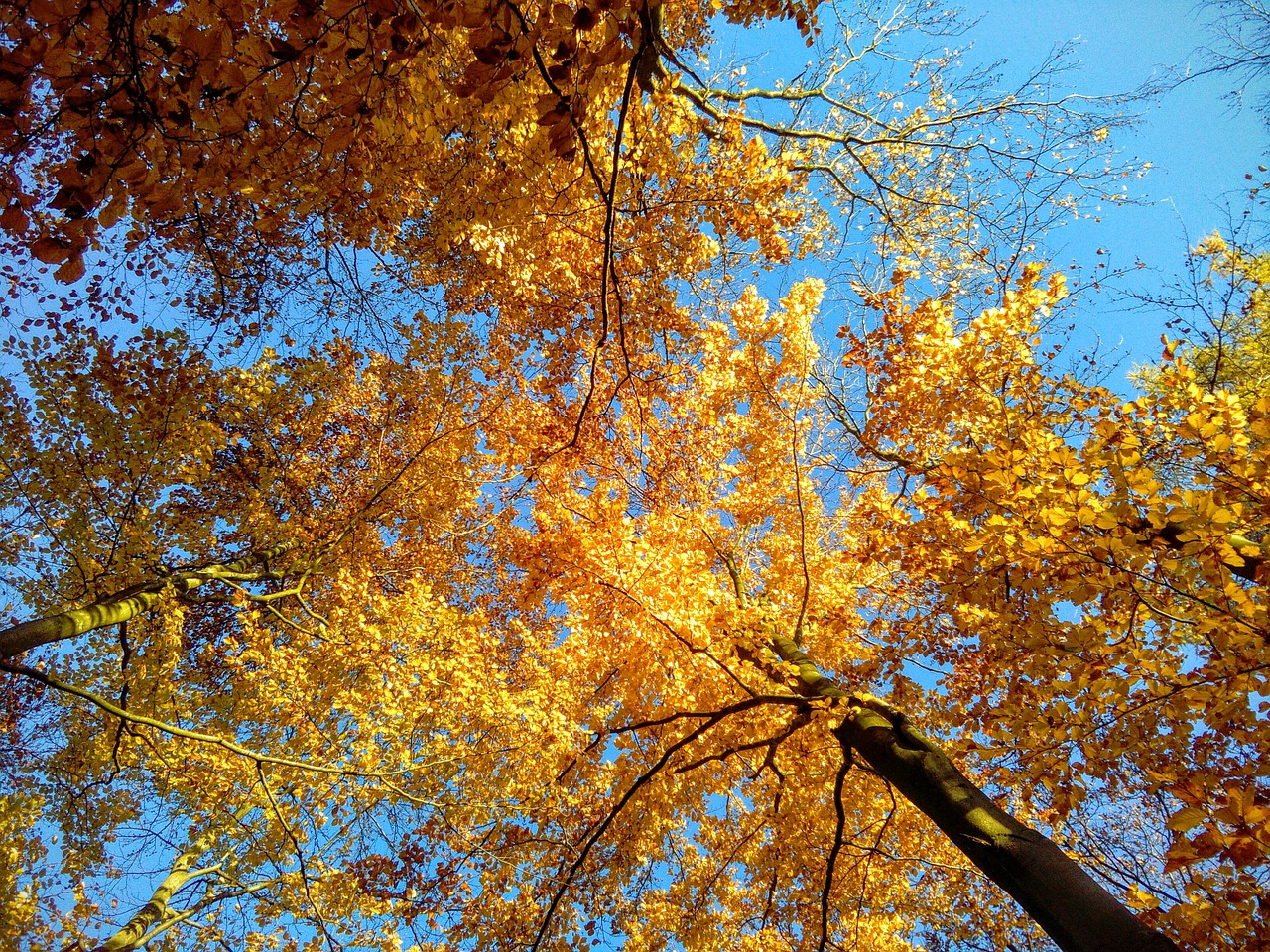 golden trees autumn free photo