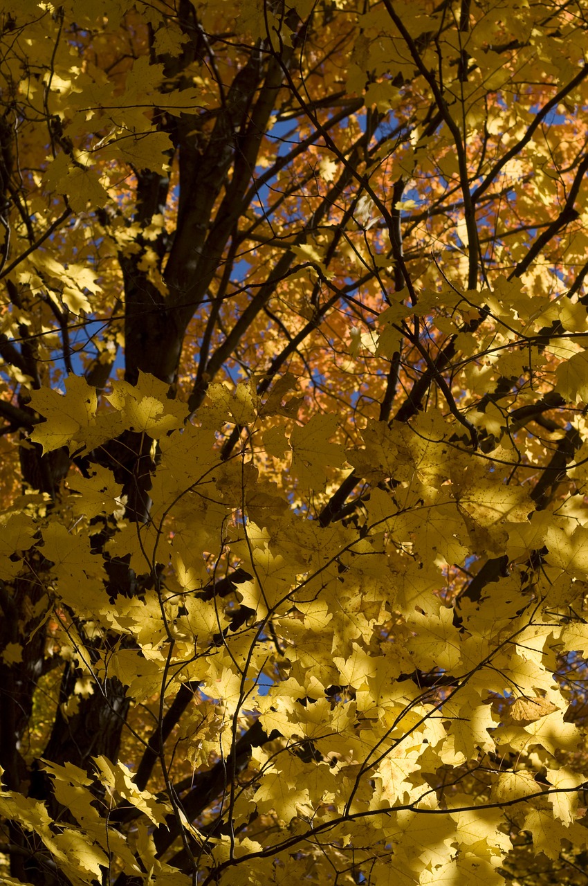 golden leaves autumn free photo