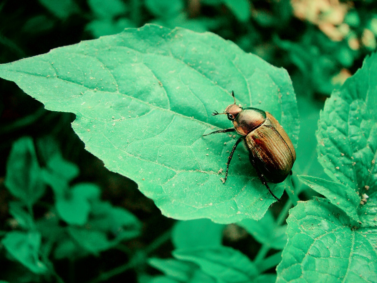 golden beetle sheet free photo