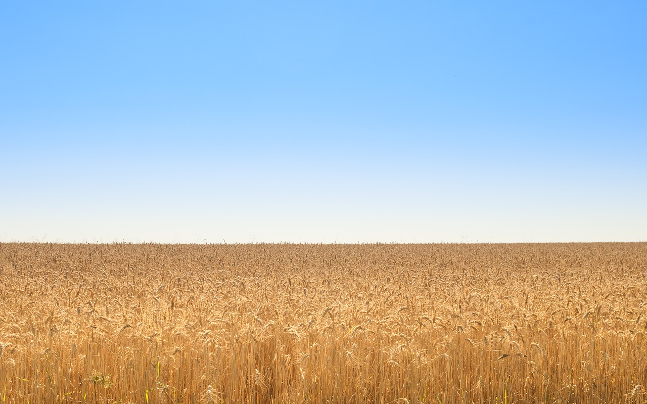 golden field wheat free photo