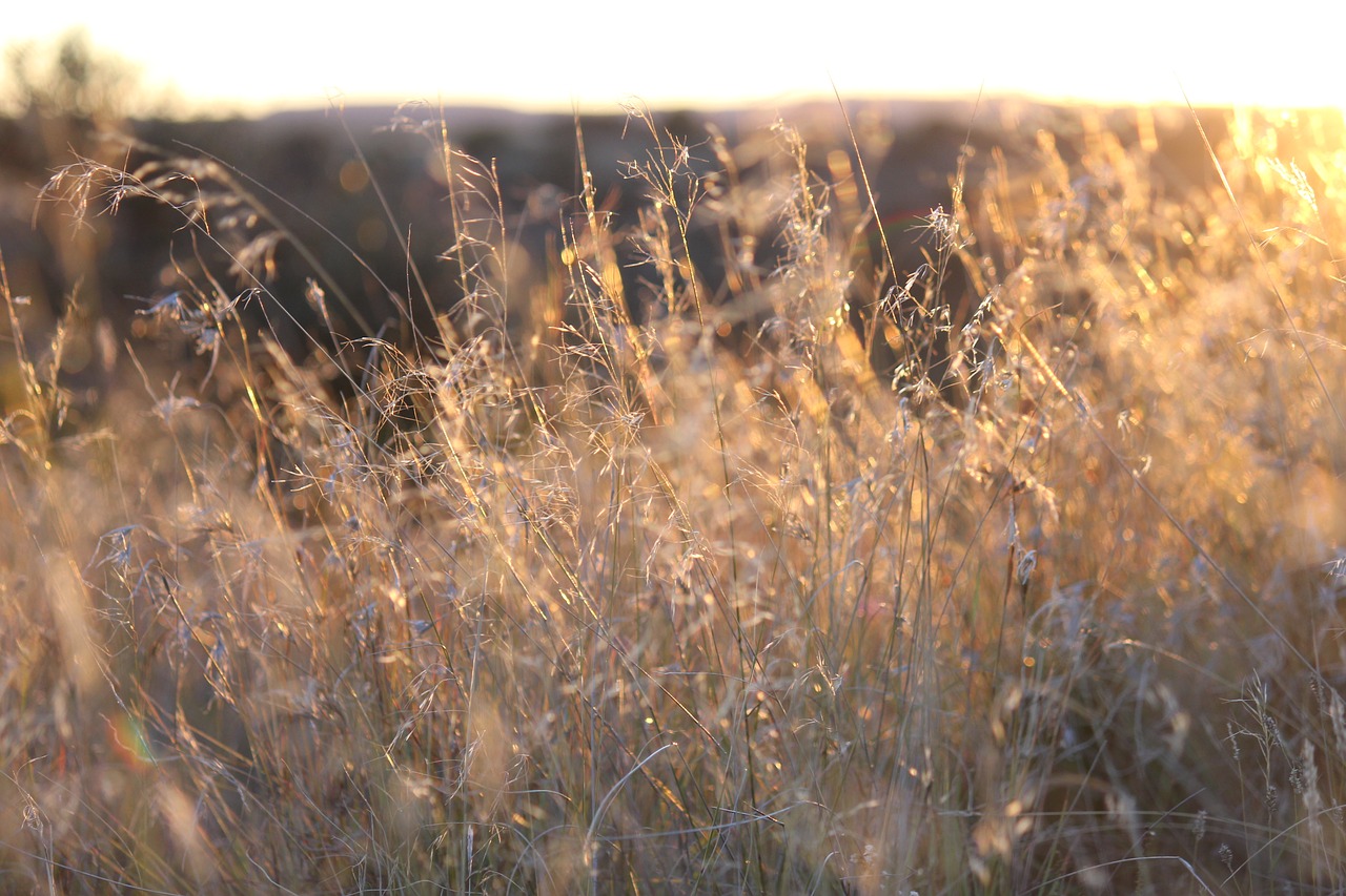 golden grass nature free photo