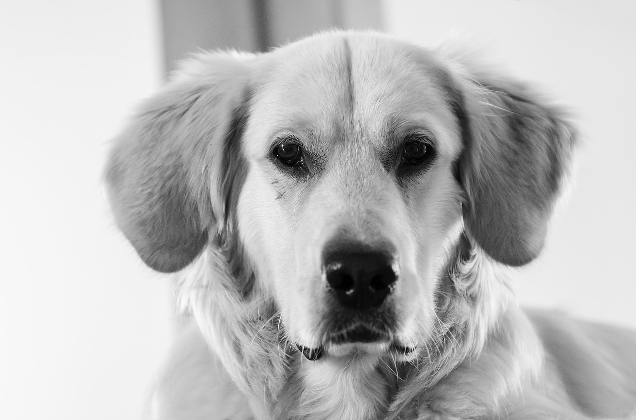 golden golden retriever futrzak free photo