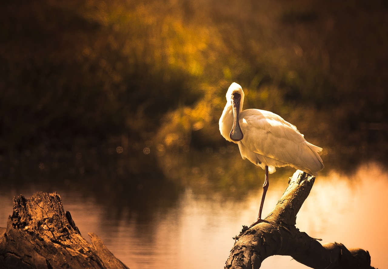 golden light spoonbill free photo